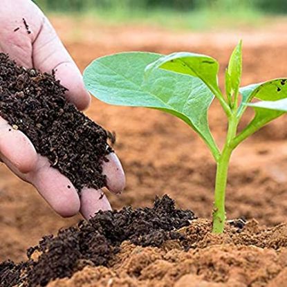 vermicompost