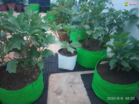 Picture of 12 HDPE Grow Bags
