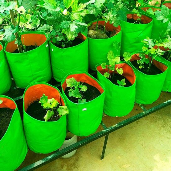 Picture of 12 HDPE Grow Bags ( 9 x 12 inches)