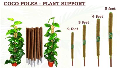 Picture of Coco Coir Stick/Coir Pole for Money Plant Support, Indoor Plants, House Plants & Plant Creepers 