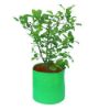 Picture of 09 X 09 Inch(Dia X Height) HDPE Grow Bag(Round) - 220 GSM