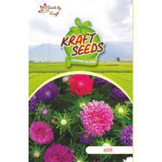 Picture of Kraft Aster Seeds