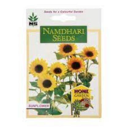 Picture of Namdhari Sunflower