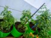 Picture of HDPE Grow Bags (220GSM) for Terrace & Balcony Gardening